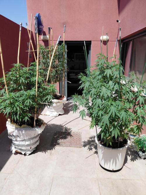 All Gas, Gelato, Black & Cali. Week 13