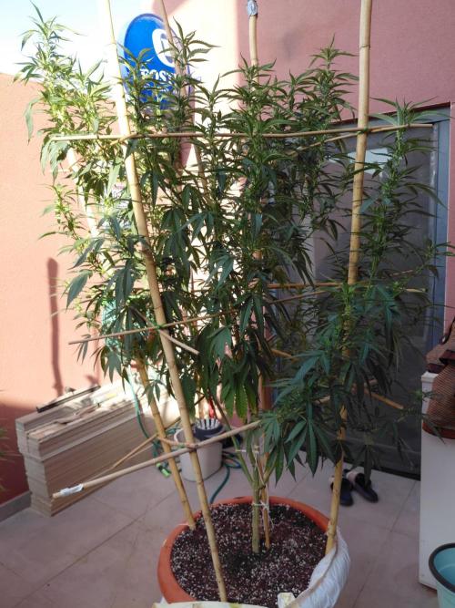 All Gas, Gelato, Black & Cali. Week 12