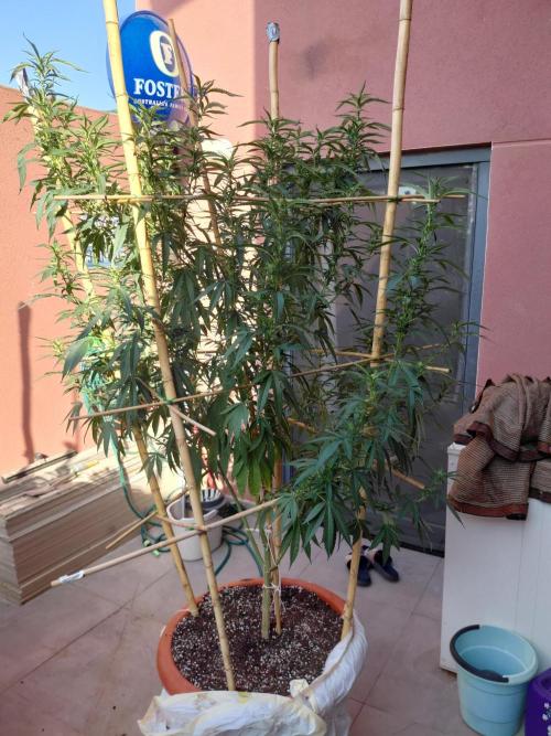 All Gas, Gelato, Black & Cali. Week 12
