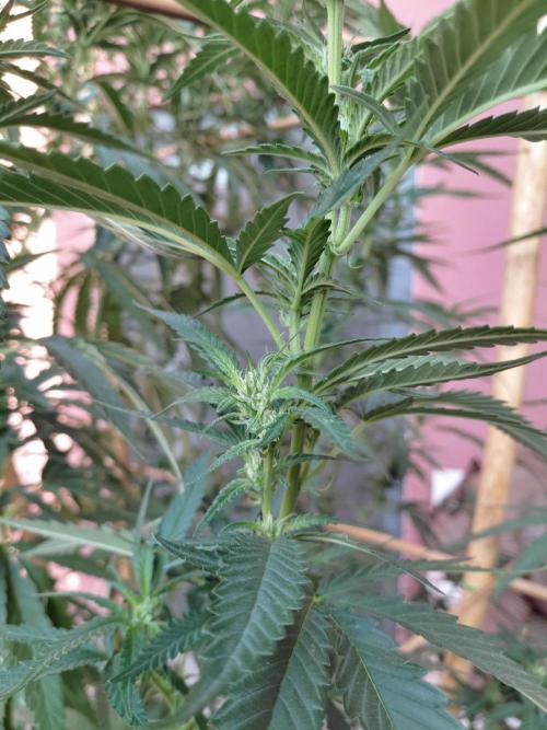 All Gas, Gelato, Black & Cali. Week 12