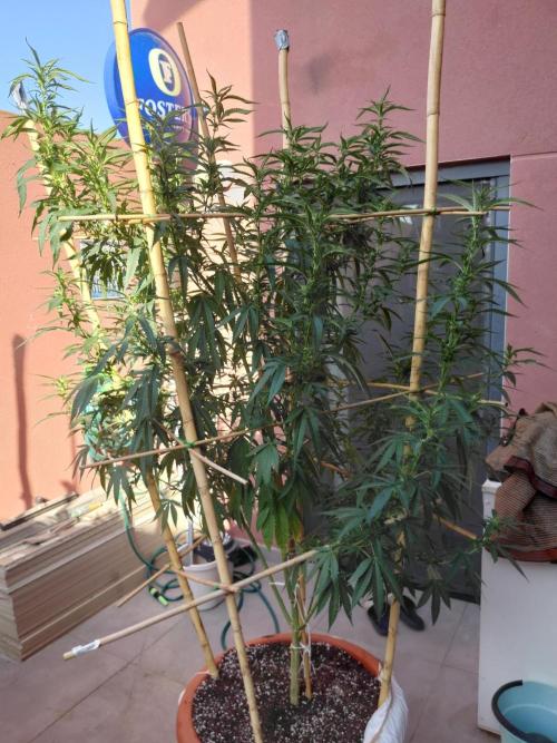 All Gas, Gelato, Black & Cali. Week 12