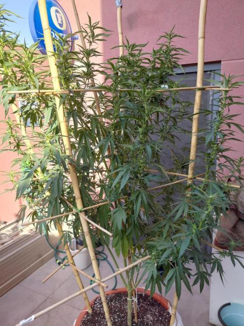 All Gas, Gelato, Black & Cali. Week 12