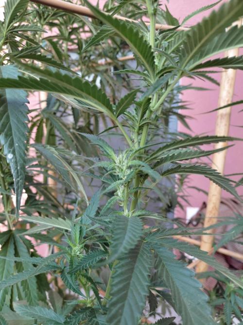 All Gas, Gelato, Black & Cali. Week 12