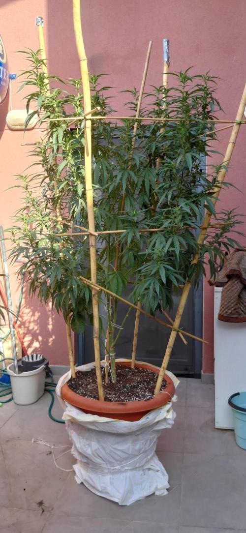 All Gas, Gelato, Black & Cali. Week 12
