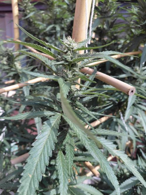 All Gas, Gelato, Black & Cali. Week 2