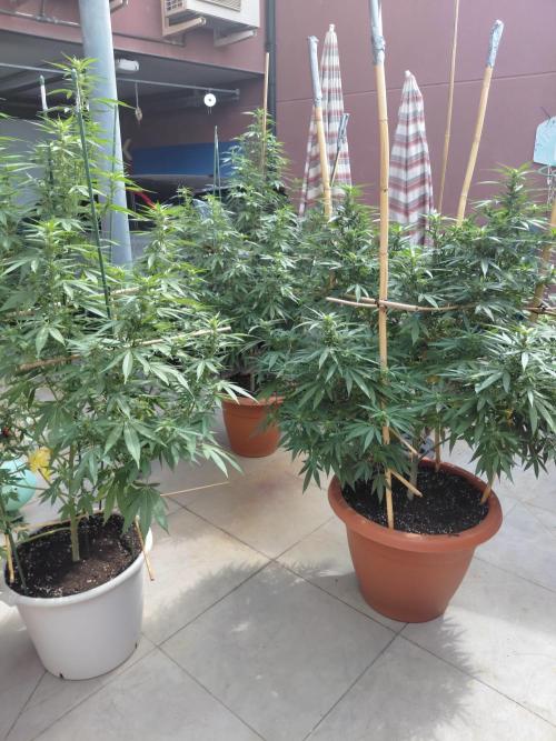 All Gas, Gelato, Black & Cali. Week 2