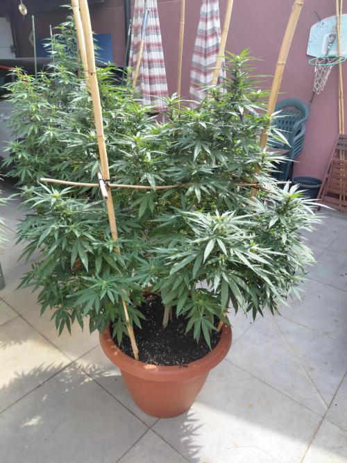 All Gas, Gelato, Black & Cali. Week 2