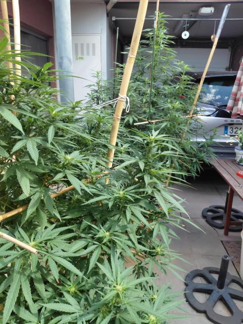 All Gas, Gelato, Black & Cali. Week 2