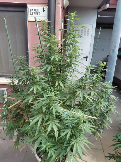 All Gas, Gelato, Black & Cali. Week 2