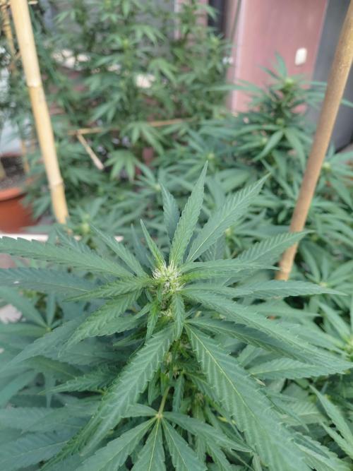 All Gas, Gelato, Black & Cali. Week 2