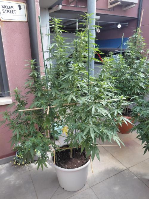 All Gas, Gelato, Black & Cali. Week 2