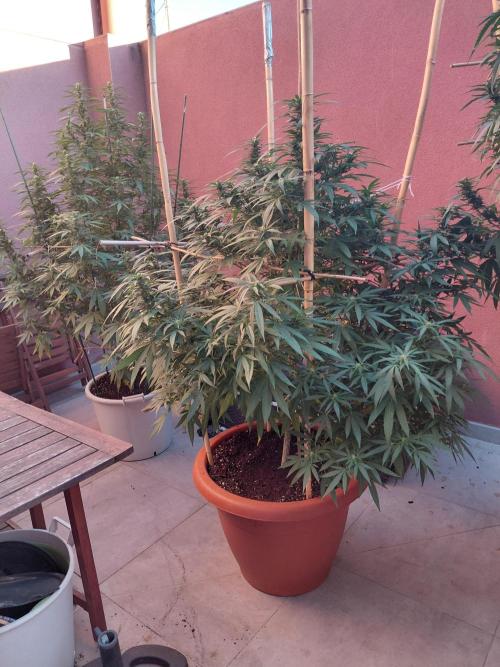 All Gas, Gelato, Black & Cali. Week 3