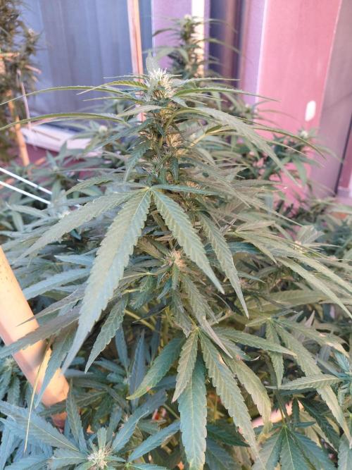 All Gas, Gelato, Black & Cali. Week 3