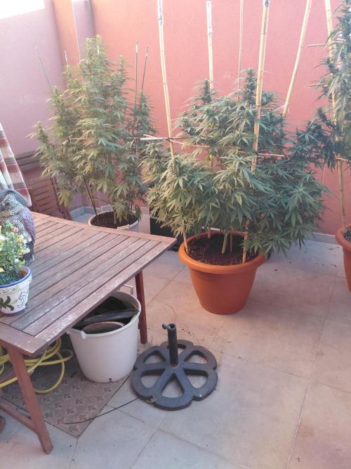 All Gas, Gelato, Black & Cali. Week 3