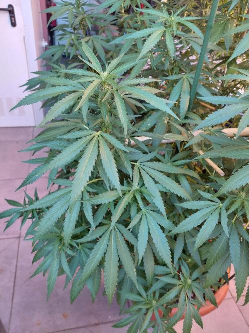 All Gas, Gelato, Black & Cali. Week 3