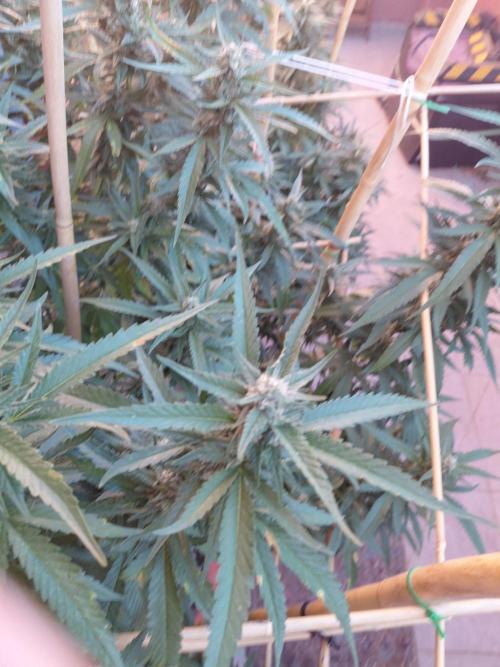 All Gas, Gelato, Black & Cali. Week 3