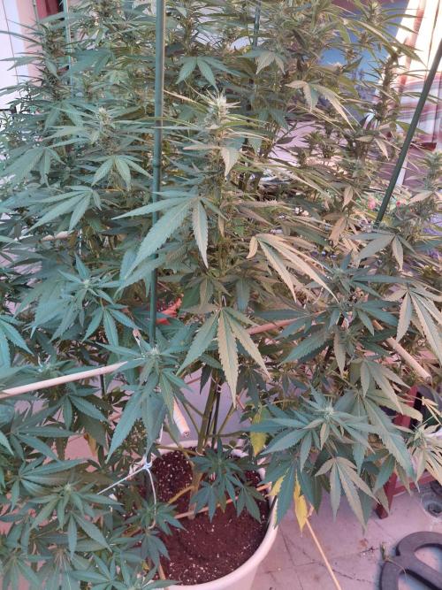 All Gas, Gelato, Black & Cali. Week 3