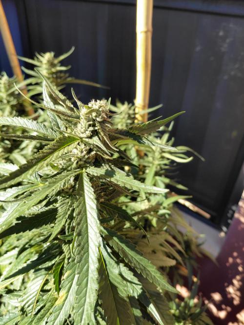 All Gas, Gelato, Black & Cali. Week 3