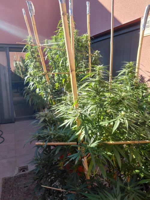 All Gas, Gelato, Black & Cali. Week 3