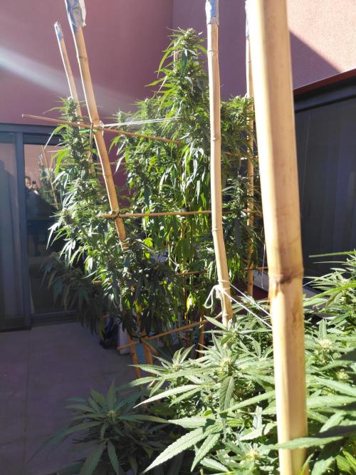 All Gas, Gelato, Black & Cali. Week 3