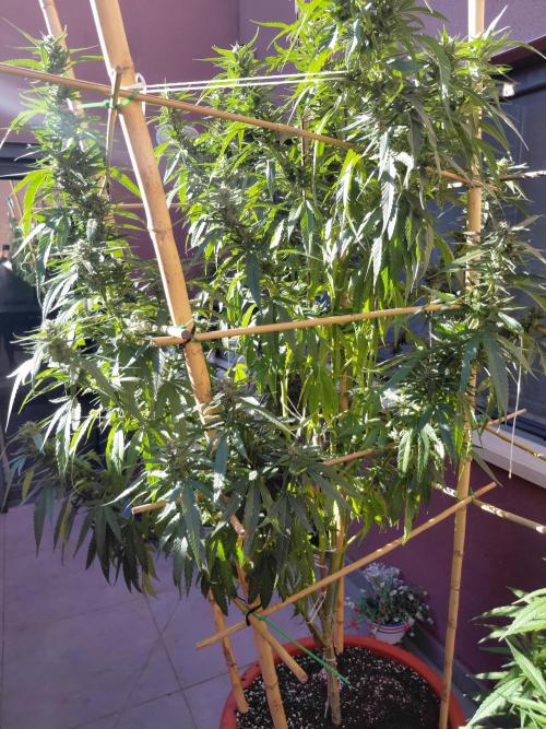 All Gas, Gelato, Black & Cali. Week 3