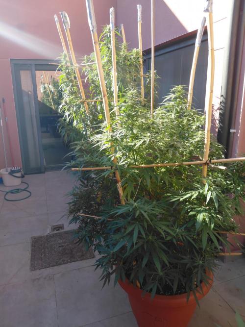 All Gas, Gelato, Black & Cali. Week 3