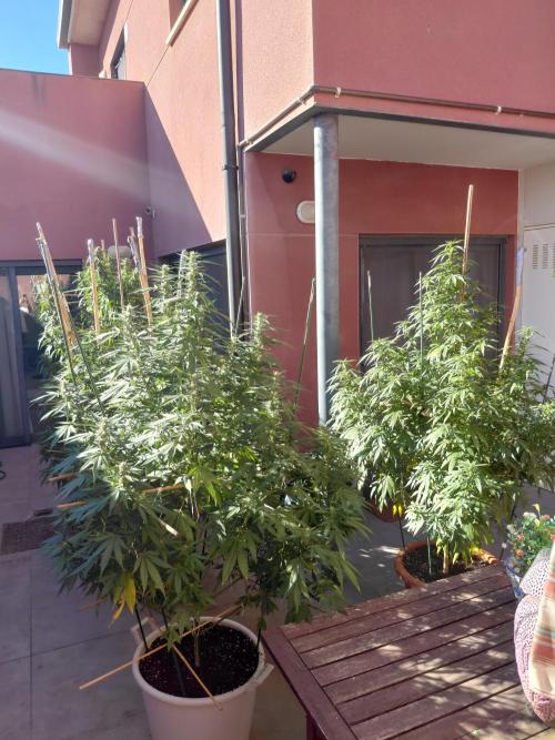 All Gas, Gelato, Black & Cali. Week 3
