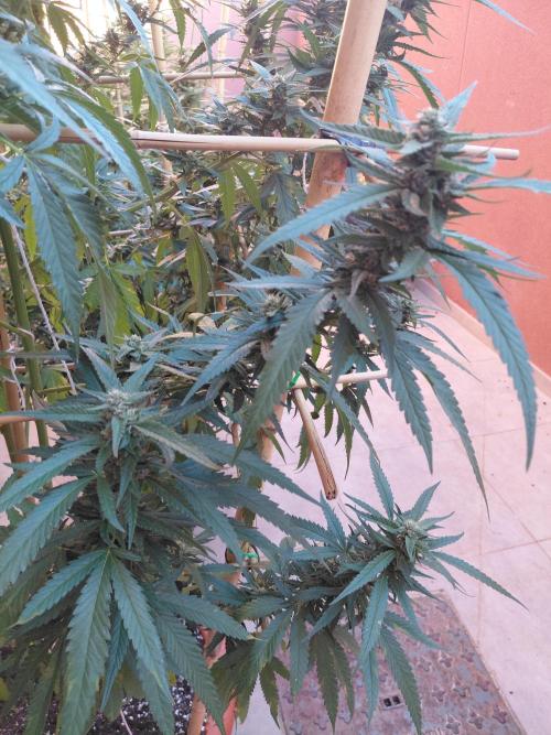 All Gas, Gelato, Black & Cali. Week 3