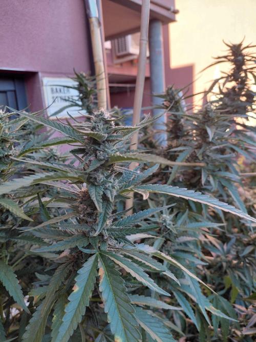 All Gas, Gelato, Black & Cali. Week 3