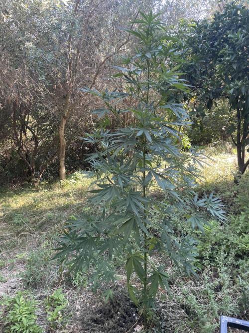Papaya Jealousy. Week 14