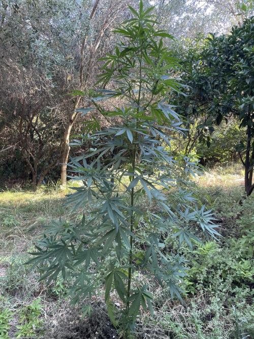 Papaya Jealousy. Week 14