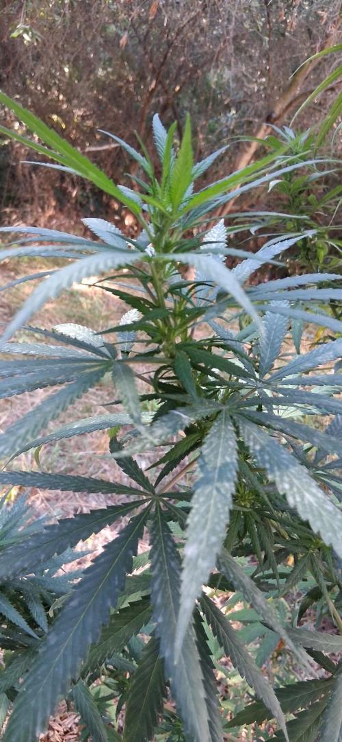 Papaya Jealousy. Week 18