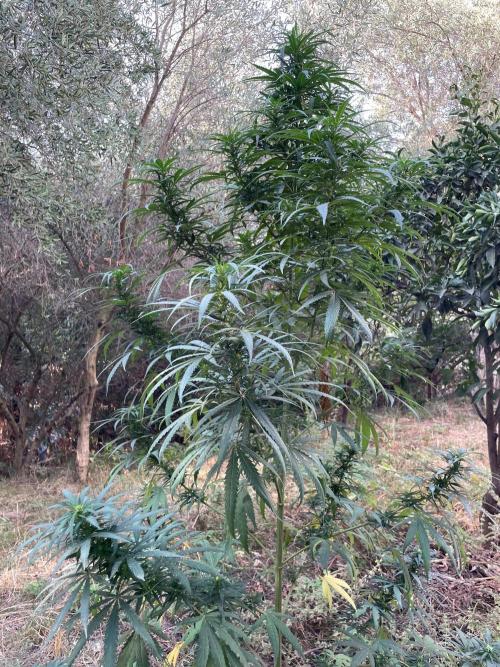 Papaya Jealousy Fem. Week 19