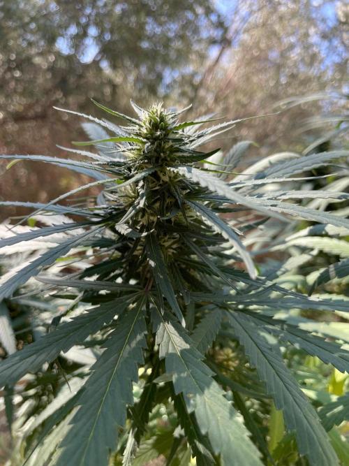 Papaya Jealousy Fem. Week 22
