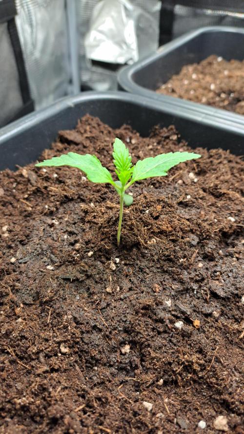Bleuberry zkittlez/caramellow kush. Week 0