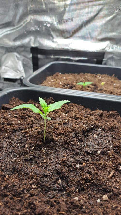 Bleuberry zkittlez/caramellow kush. Week 0