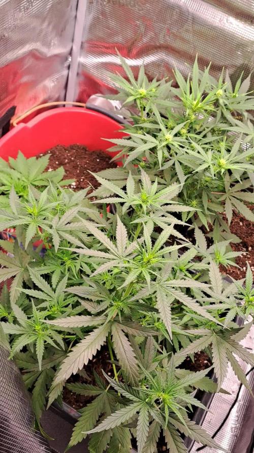 Bleuberry zkittlez/caramellow kush