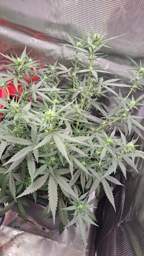 Bleuberry zkittlez/caramellow kush. Week 7 - Blueberry zkittzlez started 29 mai 