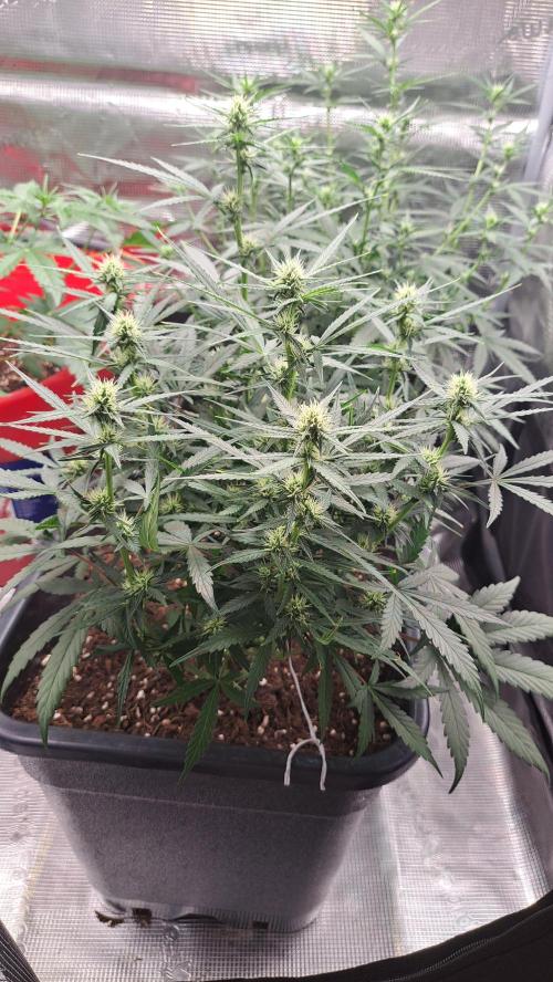 Bleuberry zkittlez/caramellow kush. Week 7