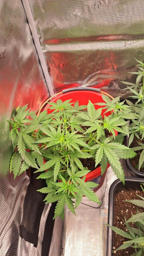 Bleuberry zkittlez/caramellow kush. Week 7 - Caramello kush . Started 1u june .