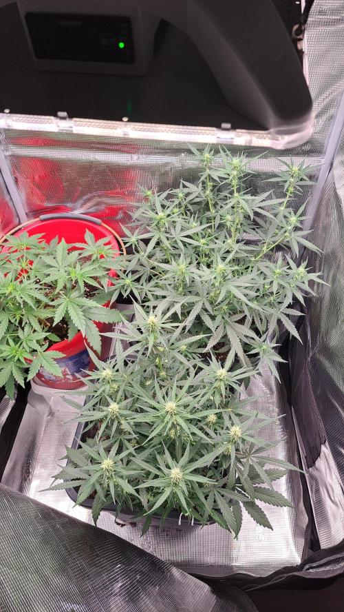 Bleuberry zkittlez/caramellow kush. Week 7