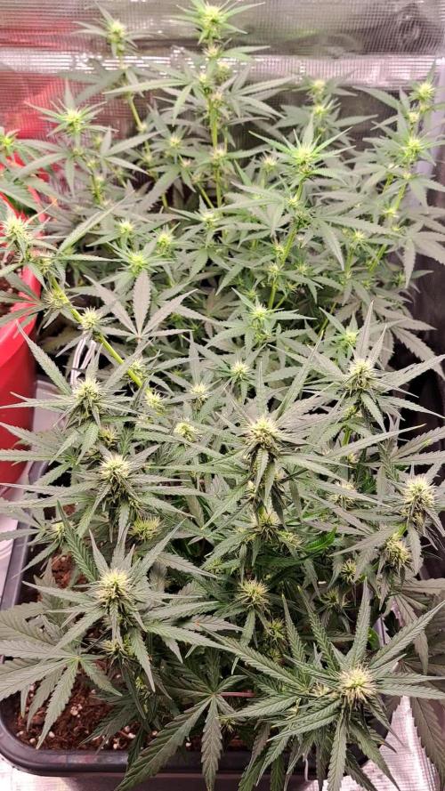 Bleuberry zkittlez/caramellow kush