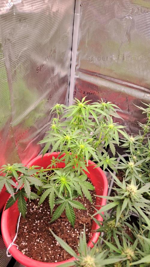 Bleuberry zkittlez/caramellow kush