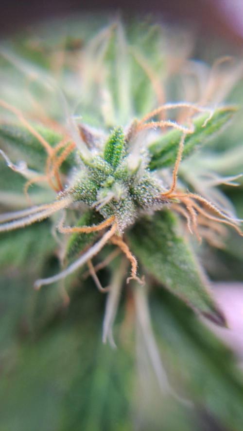 Bleuberry zkittlez/caramellow kush. Week 9 - Caramellow kush from 17 juni .