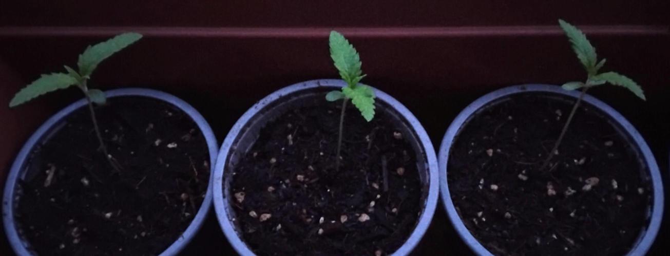 Frisian Dew. Week 0