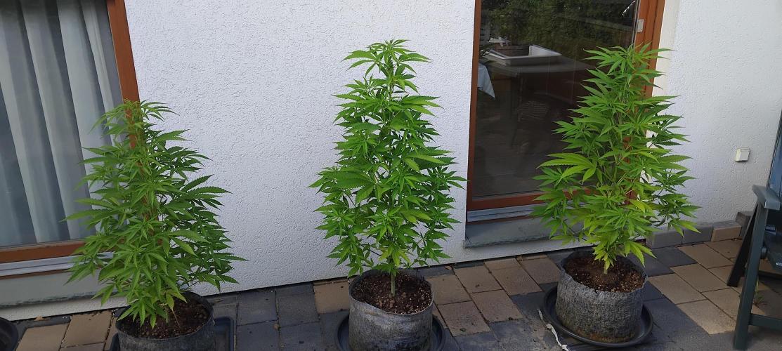 Frisian Dew. Week 12
