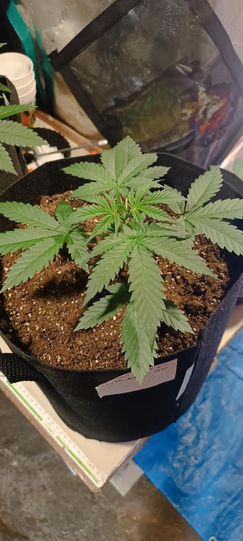 Cultivos 2026. Week 1