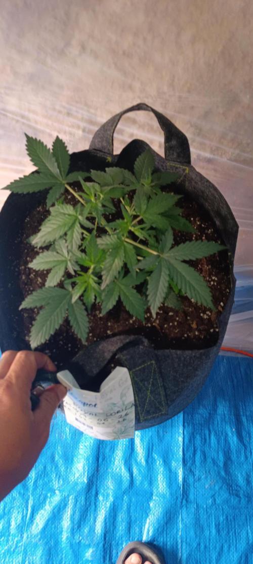 Cultivos 2026. Week 1