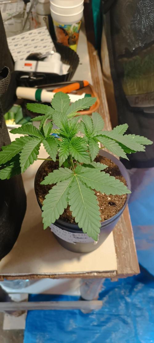 Cultivos 2026. Week 1