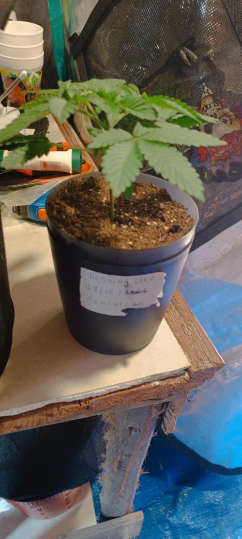 Cultivos 2026. Week 1
